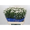 Aster Cassy
