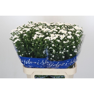 Aster Cassy