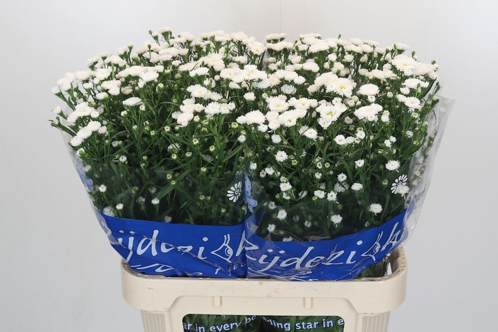 <h4>Aster Cassy</h4>