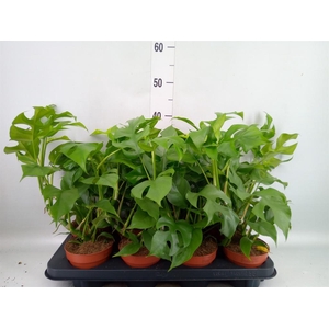 Rhaphidophora tetrasperma