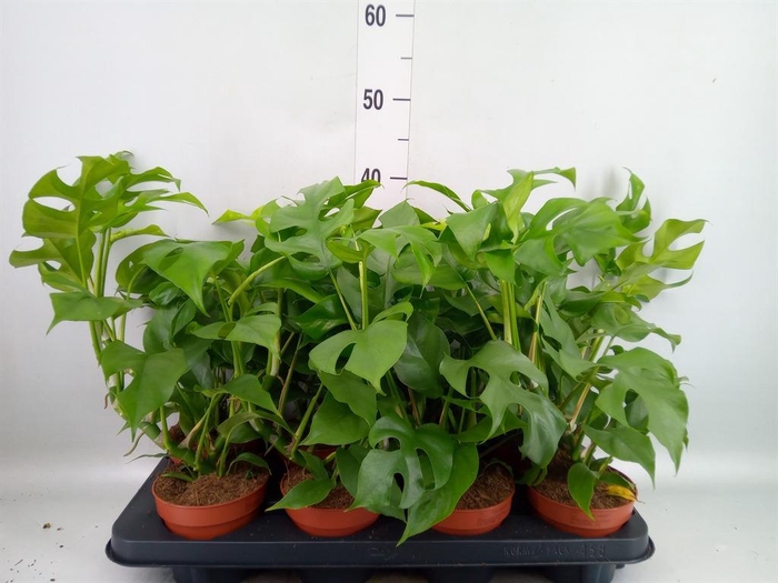 <h4>Rhaphidophora tetrasperma</h4>