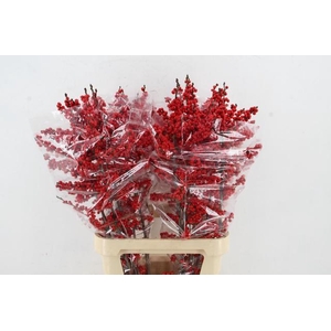 ILEX VE RODE BES 100CM