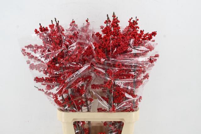 <h4>ILEX VE RODE BES 100CM</h4>