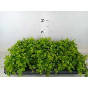 Peperomia rotundifolia