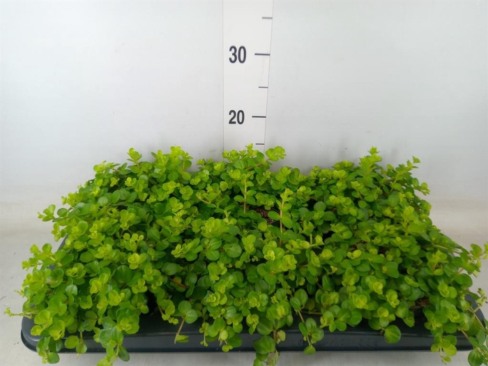 <h4>Peperomia rotundifolia</h4>