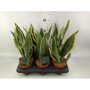 Sansevieria trifa. 'Futura Superba'