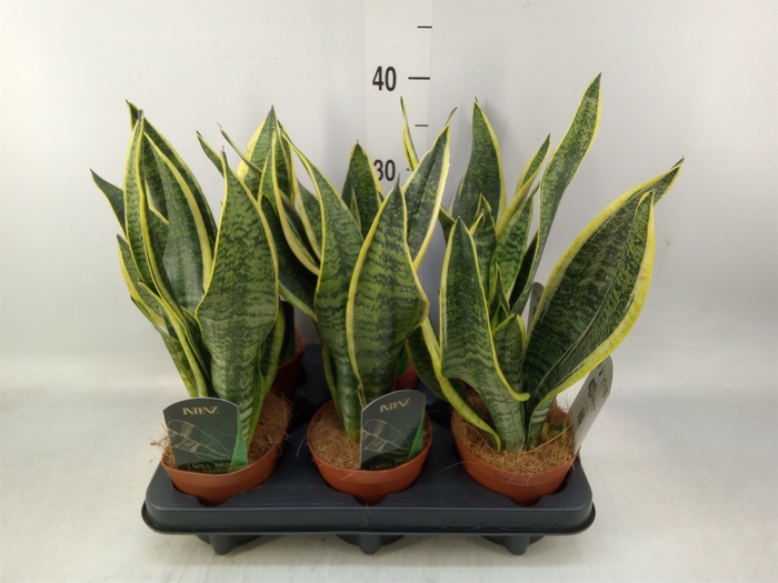 <h4>Sansevieria trifa. 'Futura Superba'</h4>