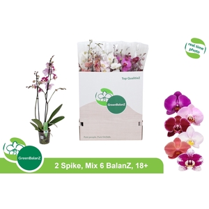 PHAL GEM 6 KL