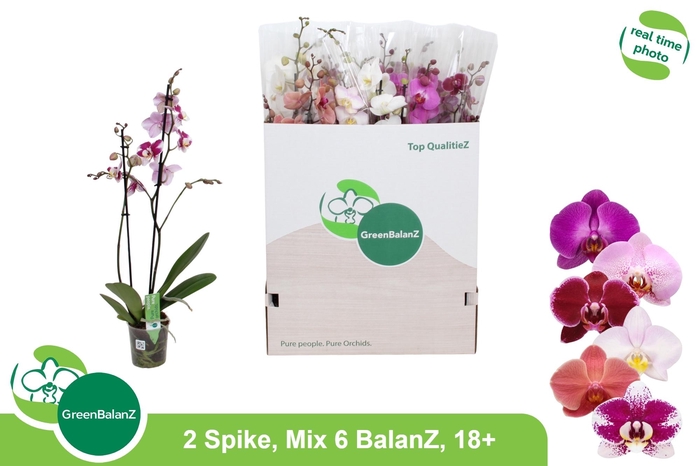<h4>PHAL GEM 6 KL</h4>