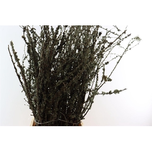 Larix Takken Fresh 100cm P Bunch