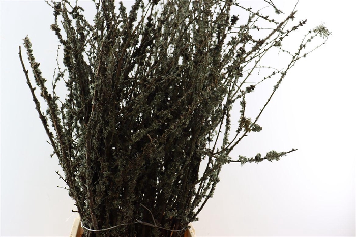 <h4>Larix Takken Fresh 100cm P Bunch</h4>