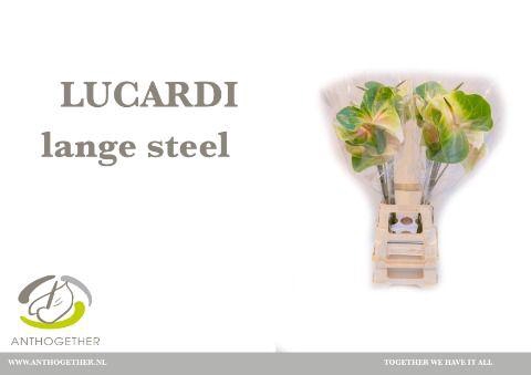 <h4>Anth A Lucardi</h4>