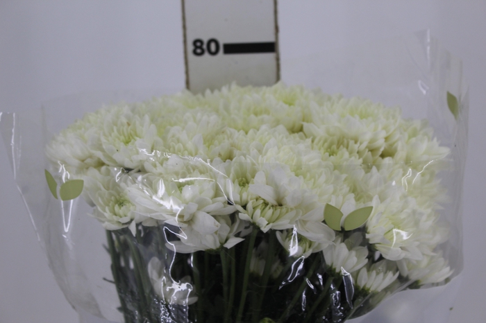 <h4>CRISANTEMO LOGAN 080 CM</h4>