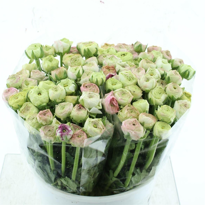 <h4>Ran Aazur Light Pink Extra</h4>