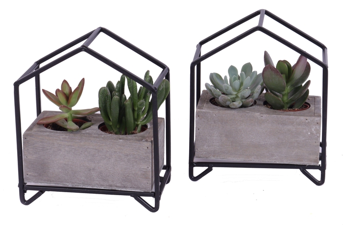 <h4>Succ Gemengd Metaal Huis + Planter</h4>