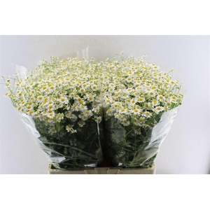 Tanacetum Single Vegmo