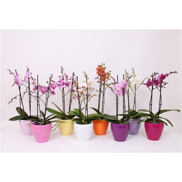 <h4>Phal. Multiflora 2-tak 30+ mix in sofia keramiek mix</h4>