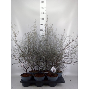 Corokia cotoneaster