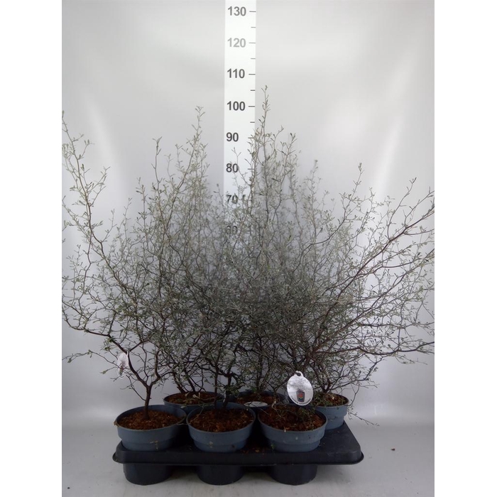 <h4>Corokia cotoneaster</h4>