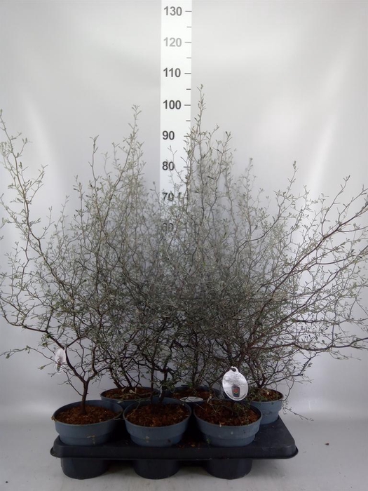 Corokia cotoneaster