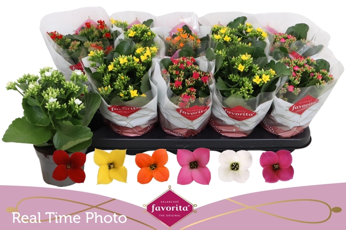 <h4>KAL EN GEM 6 KL</h4>