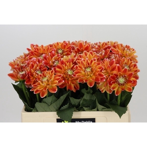 Dahlia Hapet Harmony