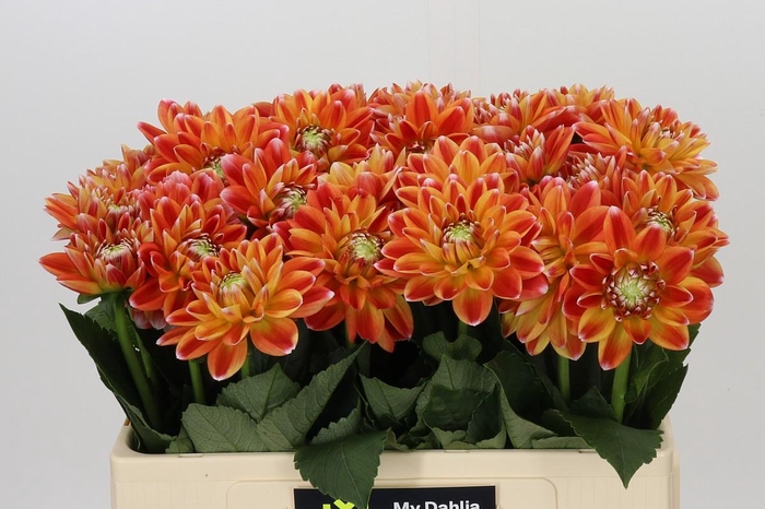 <h4>Dahlia Hapet Harmony</h4>