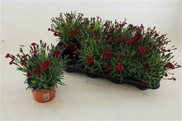 <h4>DIAN GRA PIL BER RED</h4>