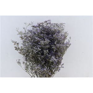 Dried Limonium Diamond Blue Bunch