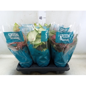 Caladium   ...mix