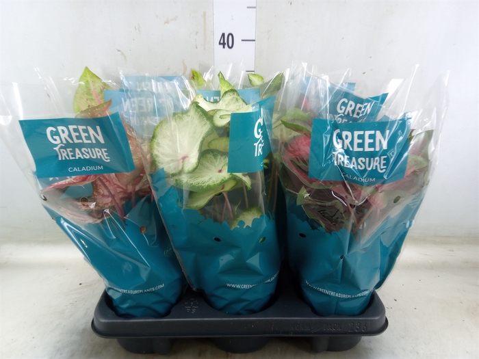 <h4>Caladium   ...mix</h4>