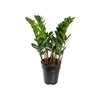 ZAMIOCULCAS P15