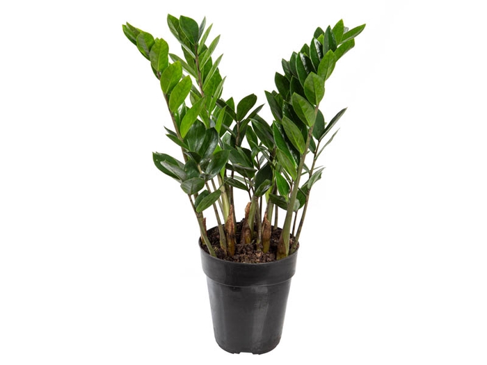 <h4>ZAMIOCULCAS P15</h4>