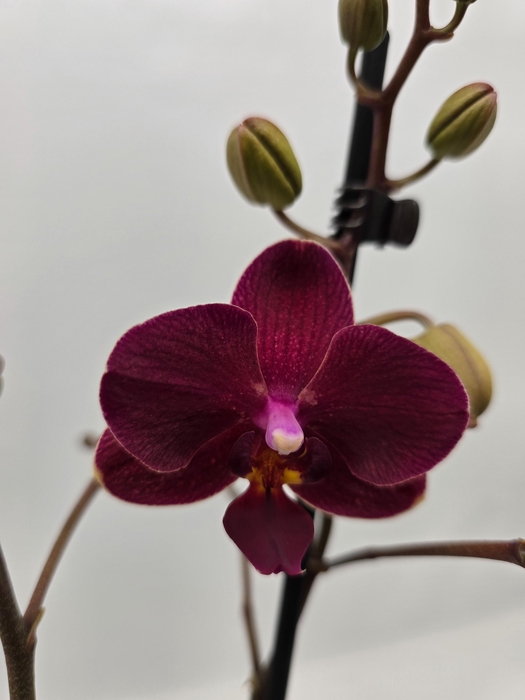 <h4>Limited 08 week 1</h4>