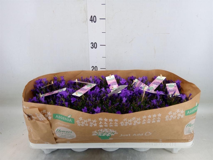 <h4>Campanula porten. 'Ambella In Prpl'</h4>