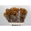 Anigozanthos Gold Fever