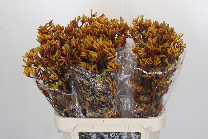<h4>Anigozanthos Gold Fever</h4>