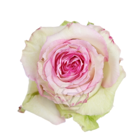 <h4>R GR ESPERANCE Tessa</h4>