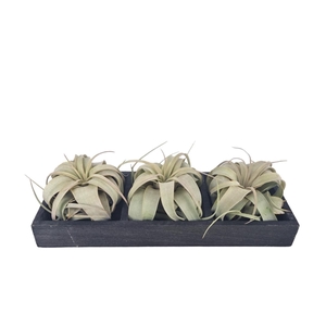 Tillandsia xerographica Plateau