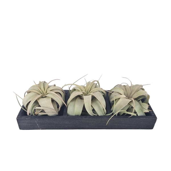 <h4>Tillandsia xerographica Plateau</h4>