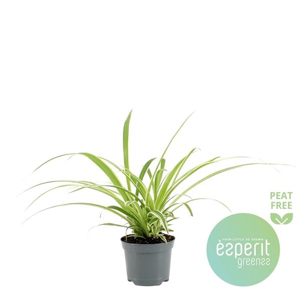 <h4>Chlorophytum Com. Variegatum</h4>