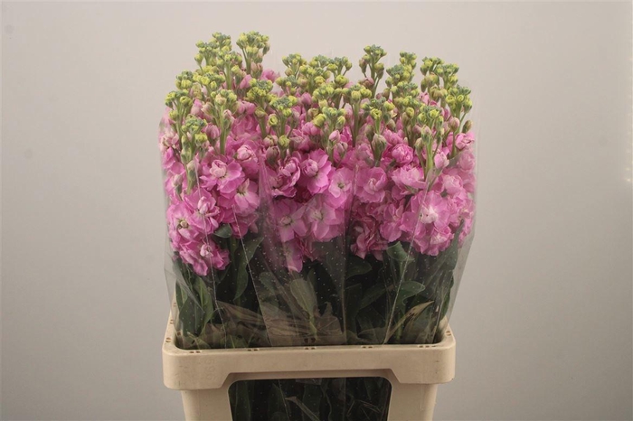 <h4>MATTH IRON PINK</h4>