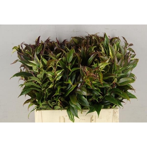 Leucothoe Rainbow Groen