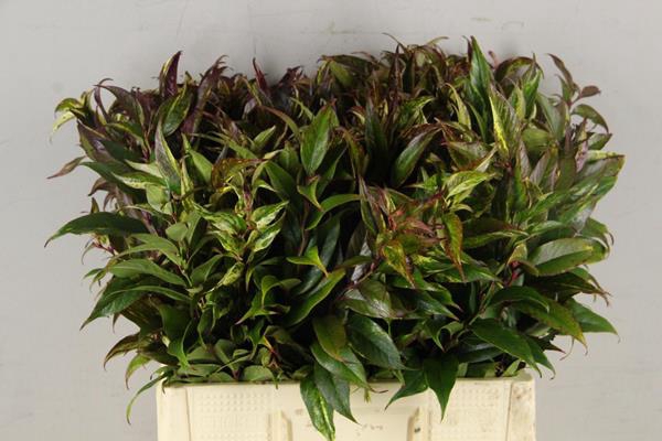 <h4>Leucothoe Rainbow Groen</h4>