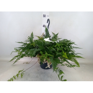 Humata griffithiana var. tyermannii