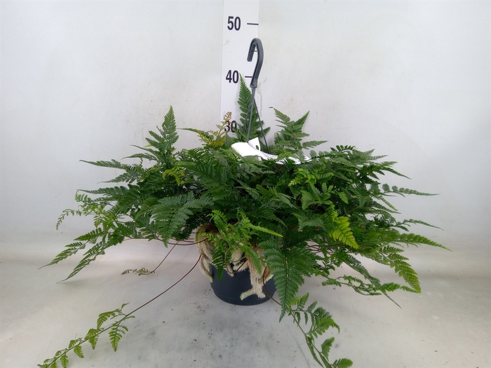 <h4>Humata griffithiana var. tyermannii</h4>
