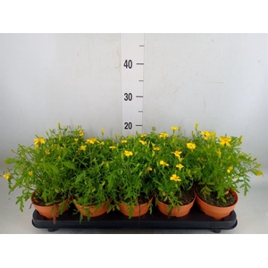 Tagetes