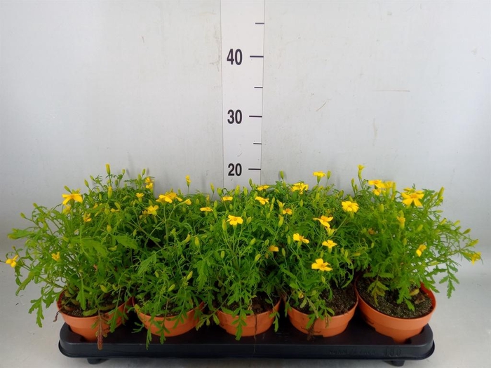 <h4>Tagetes</h4>