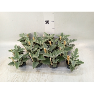 Kalanchoe NF beharensis