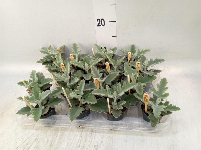<h4>Kalanchoe NF beharensis</h4>
